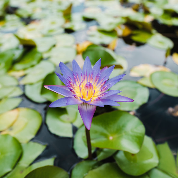 Lotus Flower