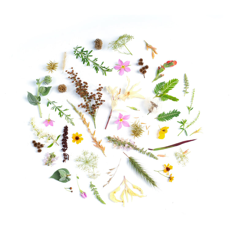 Botanical extracts laid out in a circle