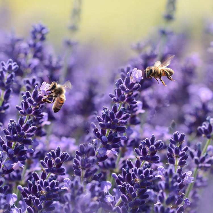 Lavender with bees landing on it 