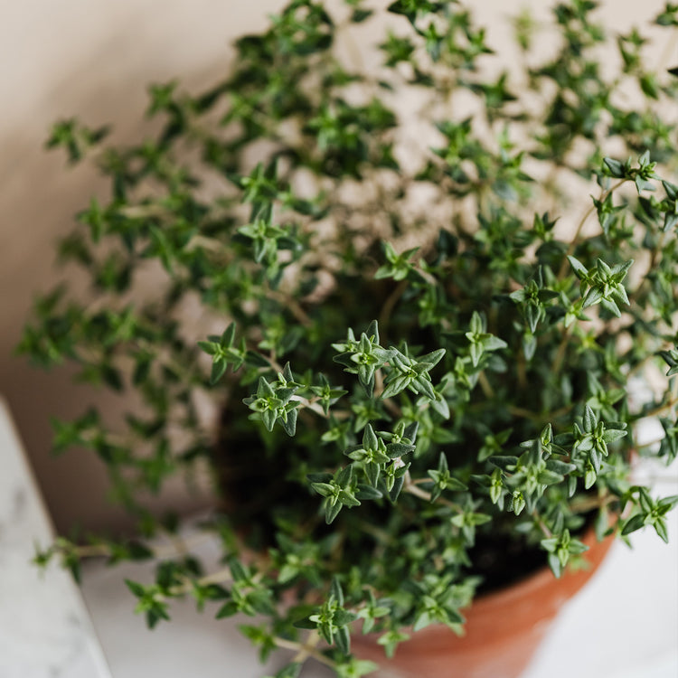 thyme in a terracotta pot 