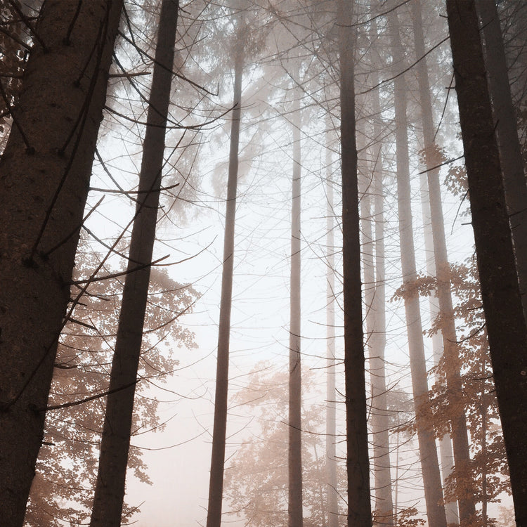 Woodland with natural night and a misty haze