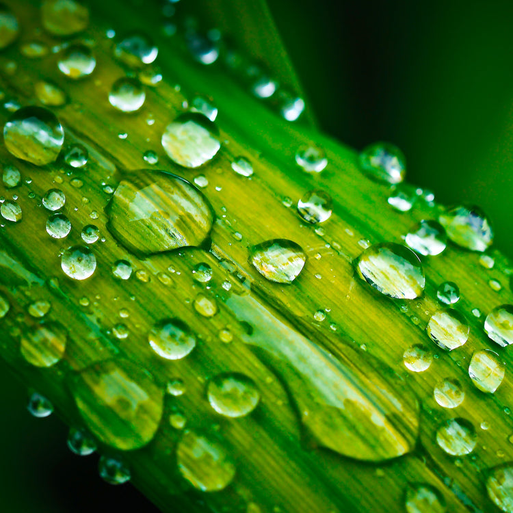 close up droplets on a blade of grass